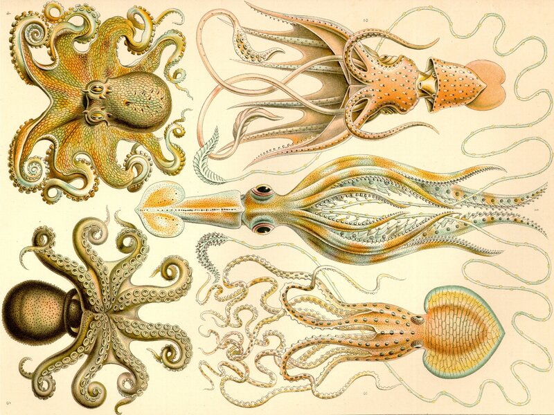 Illustrated cephalopods