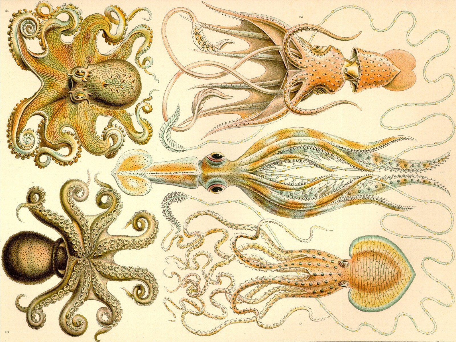 Illustrated cephalopods