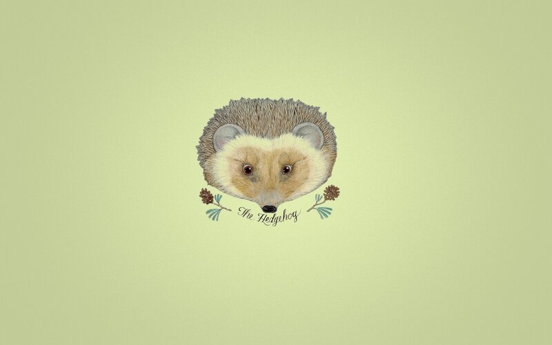 illustrated hedgehog portrait