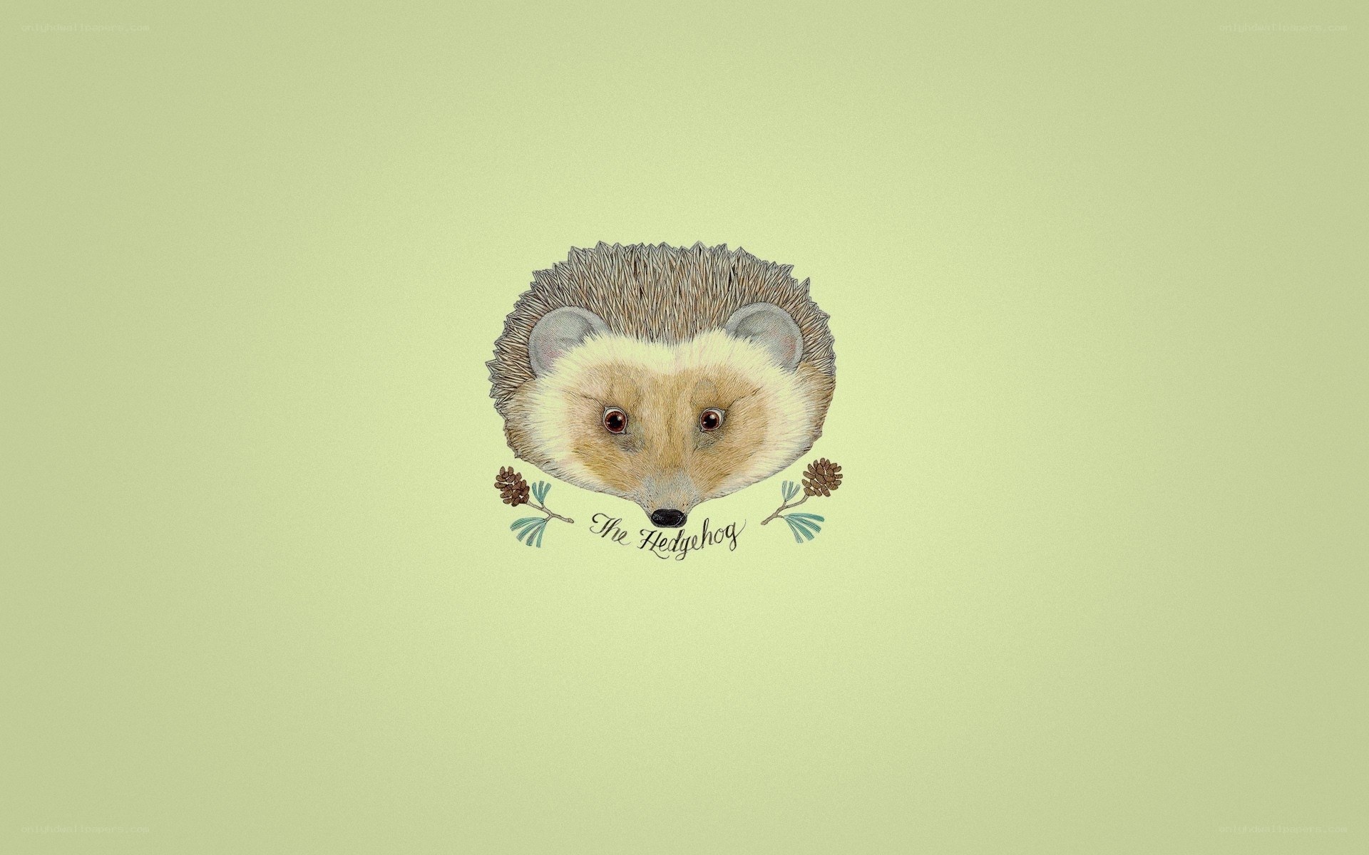 illustrated hedgehog portrait