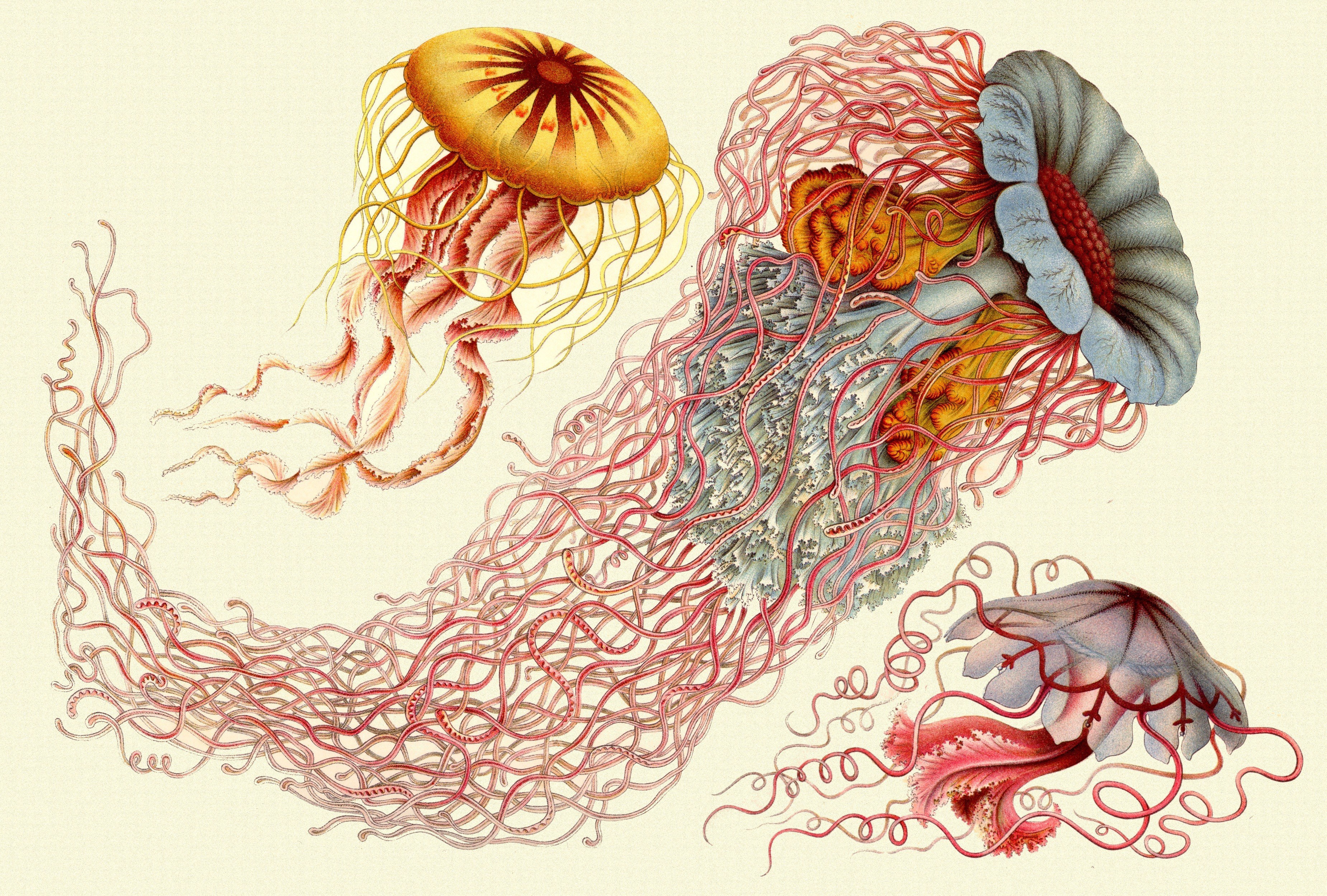 Illustrated jellyfish species