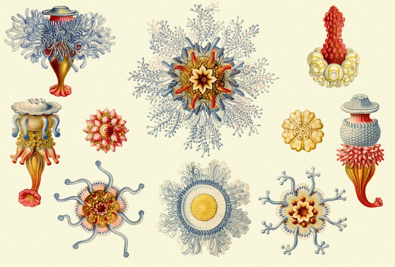 Illustrated marine organisms