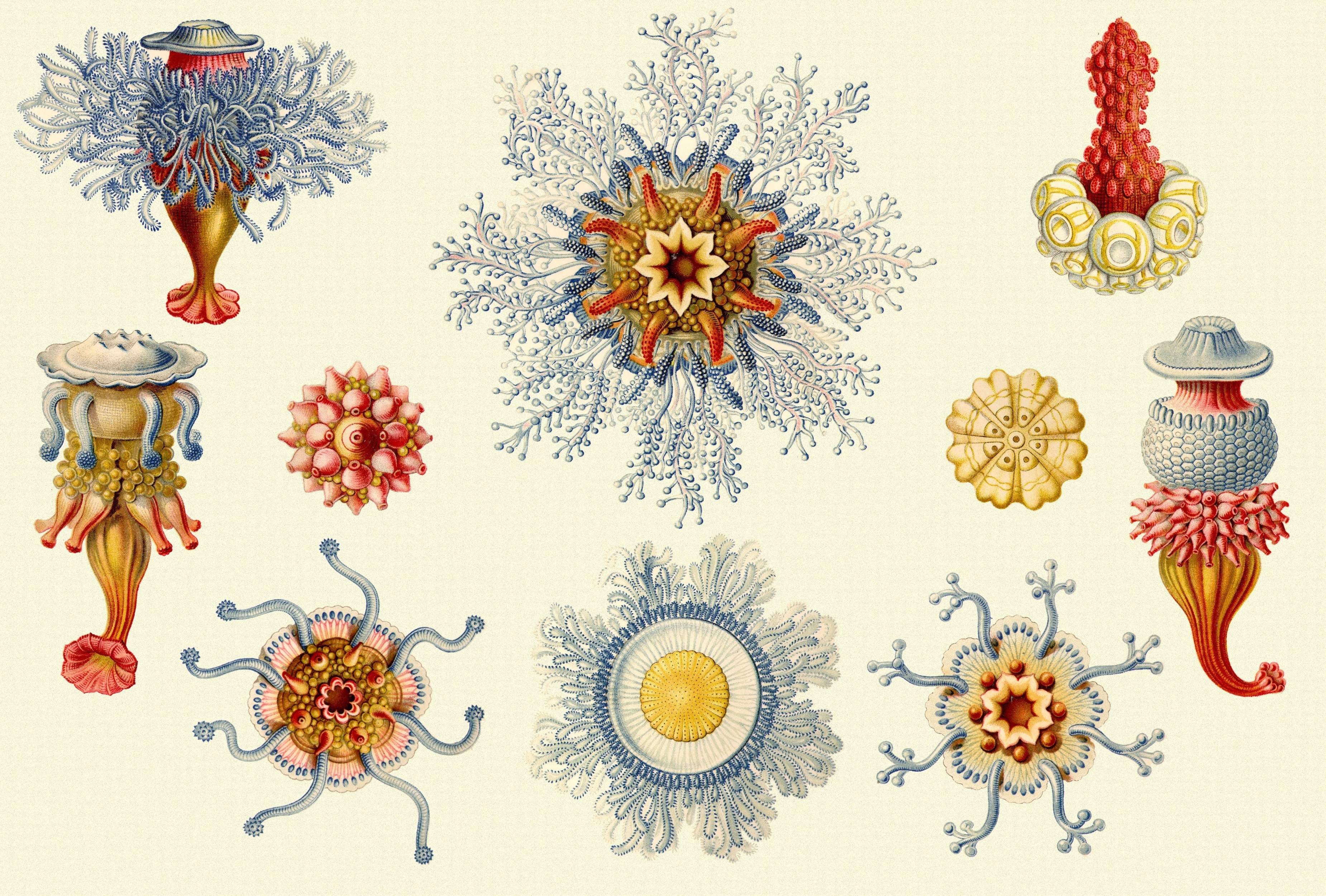Illustrated marine organisms