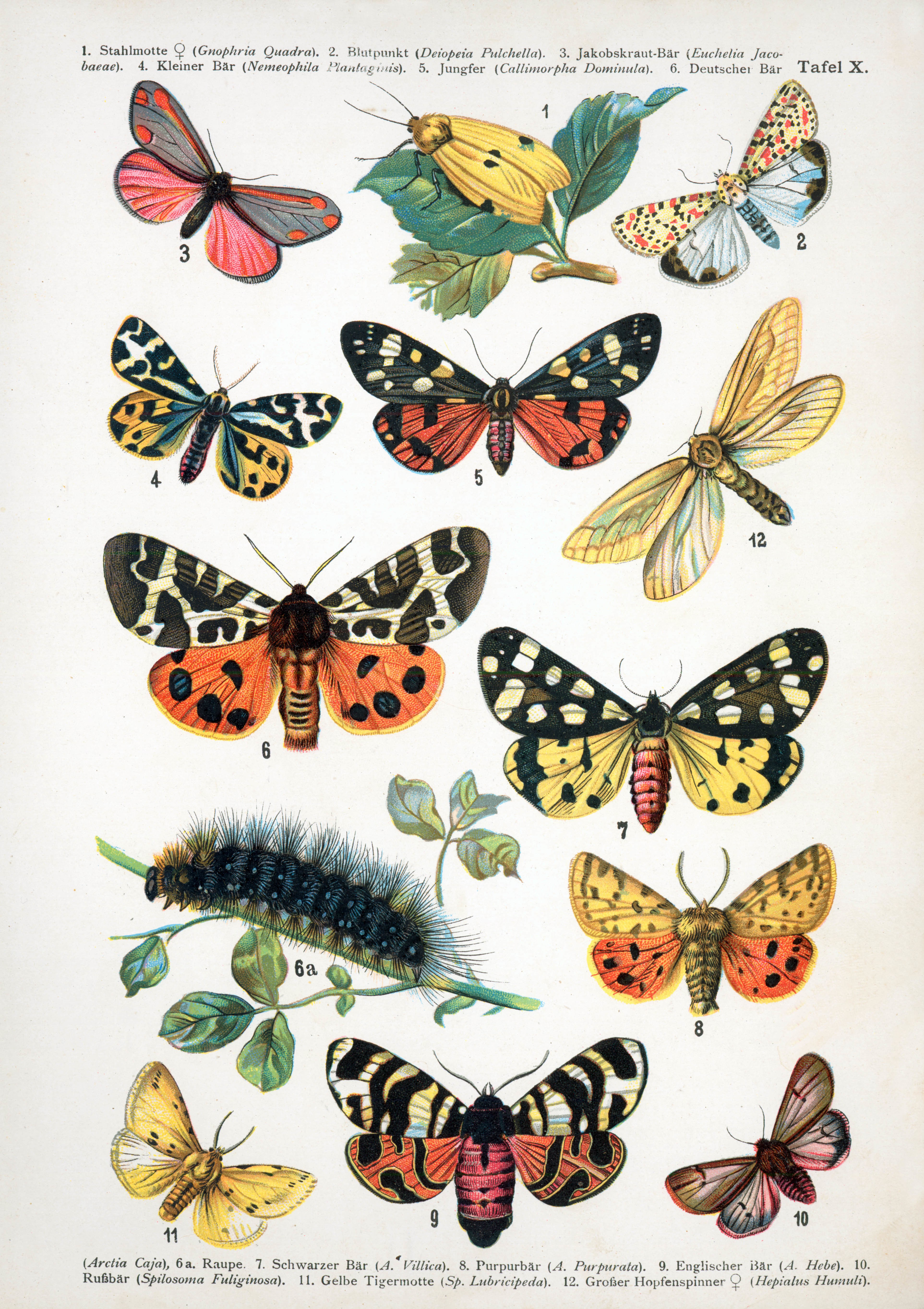Illustrated moths and caterpillar