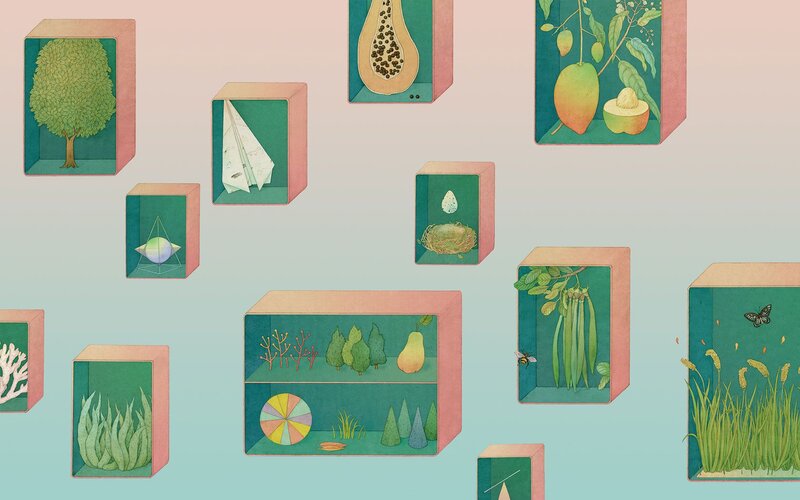 Illustrated Nature Boxes