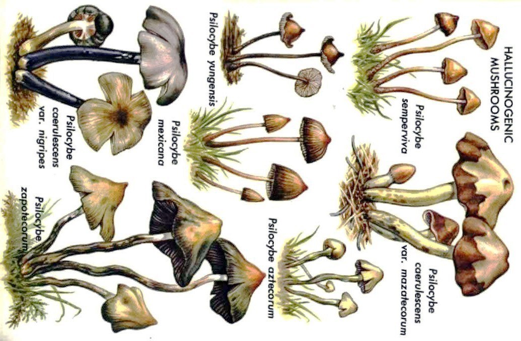 Illustrated Psilocybe mushrooms