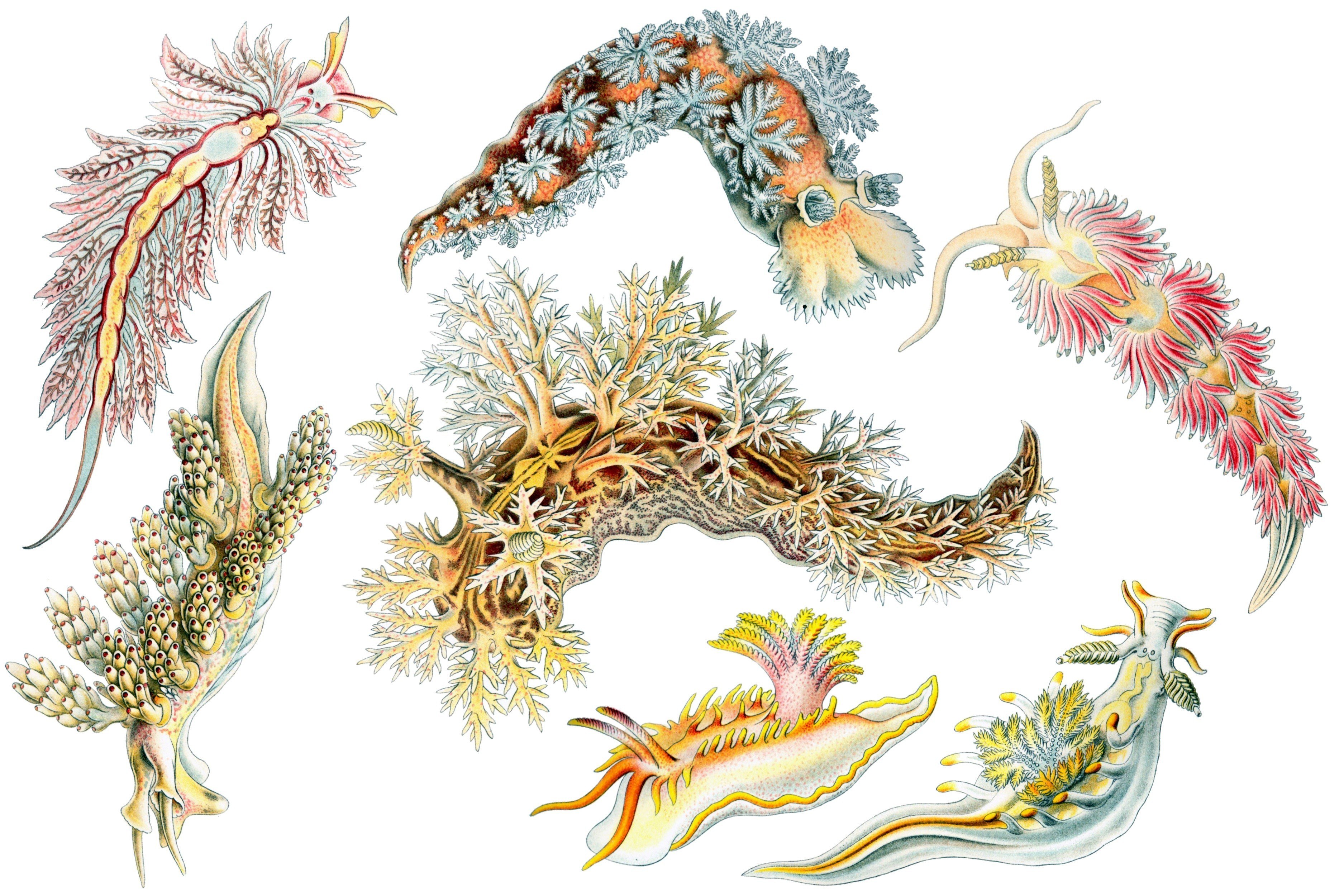 Illustrated sea slugs