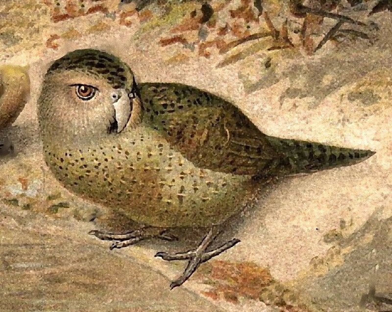 Illustration of a flightless bird