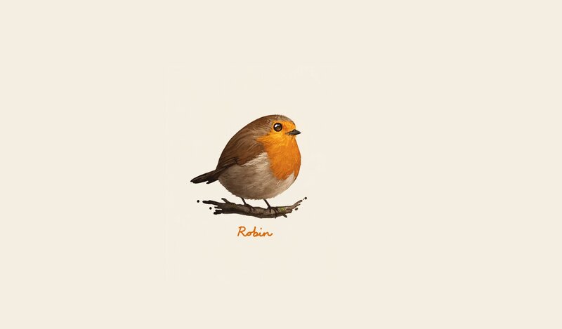 Illustration of a robin bird