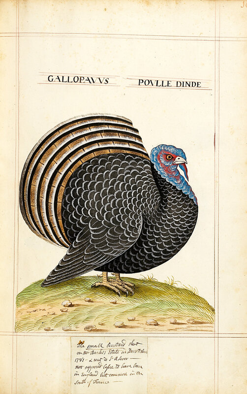 Illustration of a turkey