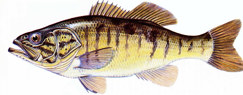illustration of a yellow perch