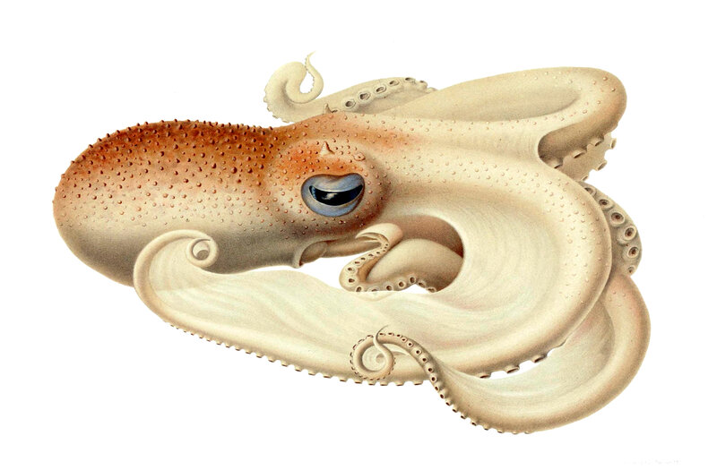 illustration of an octopus
