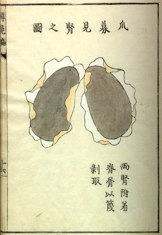 Illustration of oyster kidneys