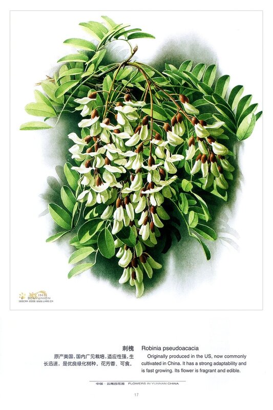Illustration of Robinia pseudoacacia