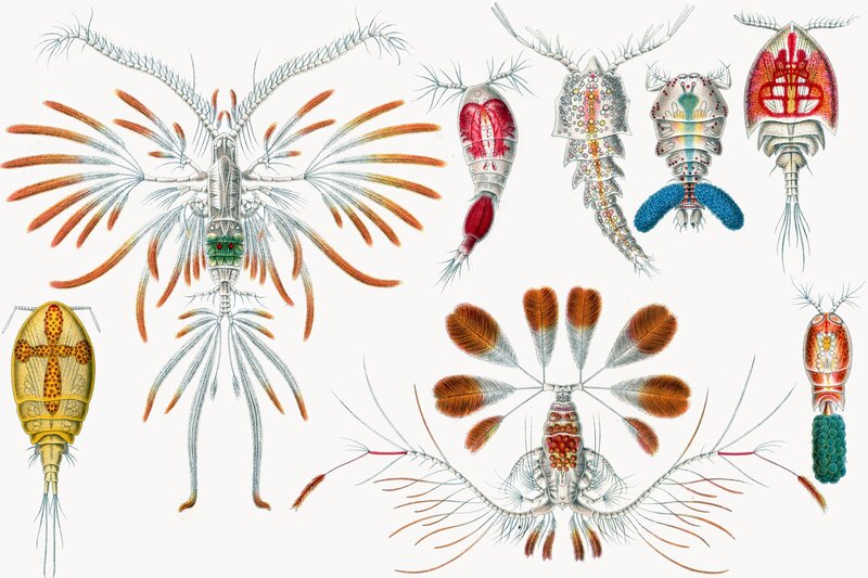Illustrations of zooplankton