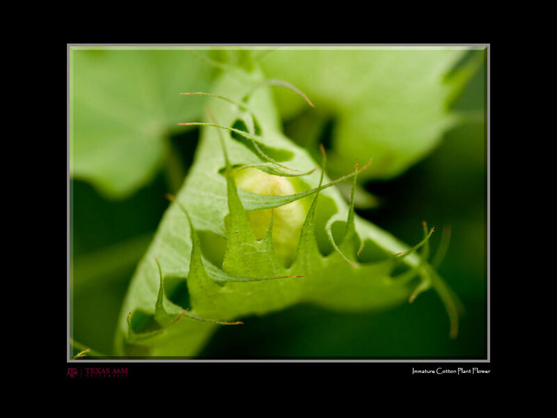 Immature Cotton Plant Flower