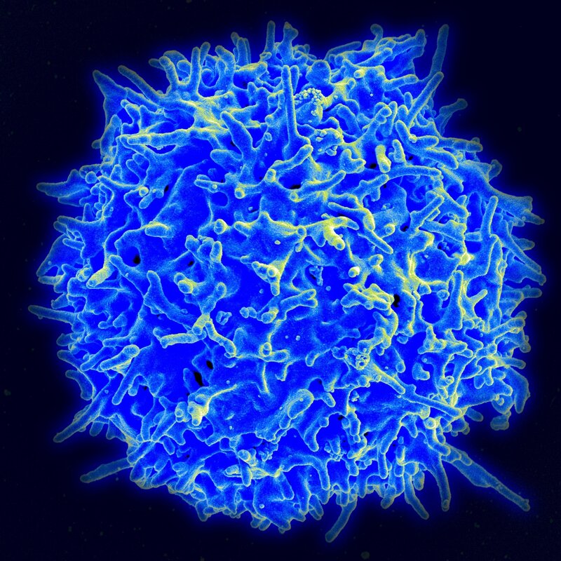 immune cell surface