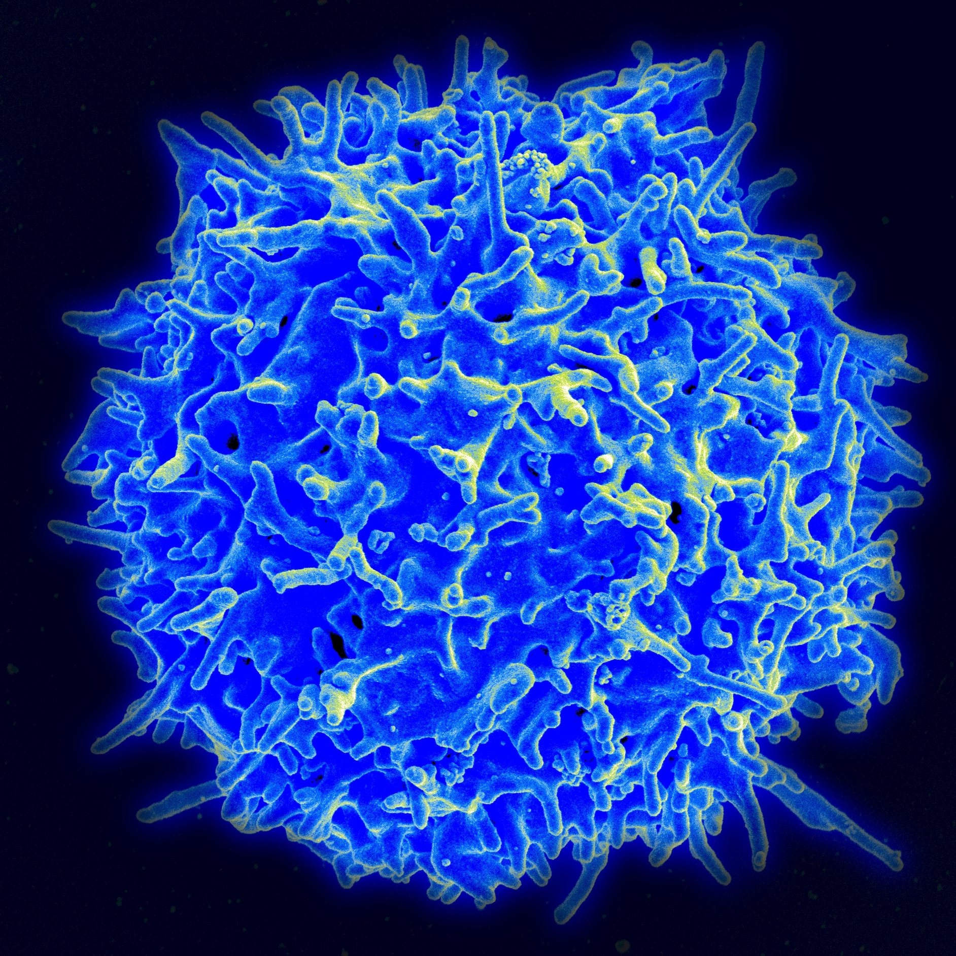 immune cell surface
