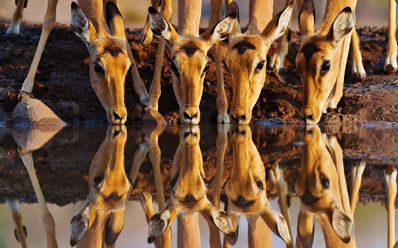 Impala Drinking Water — Brown