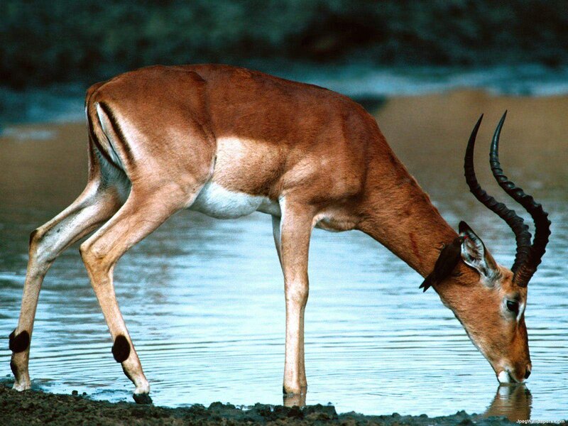 Impala Drinking Water