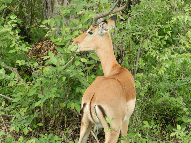 Impala Eating Leaves