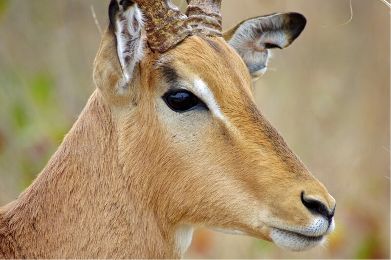 Impala Head Profile