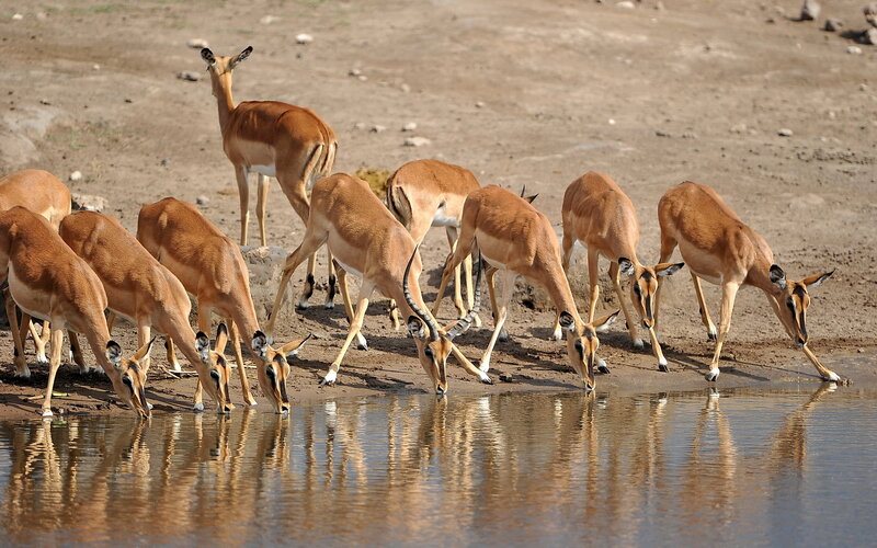 Impala Herd Drinking — Brown