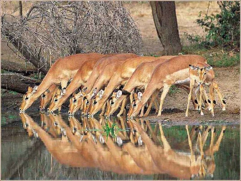 Impala Herd Drinking