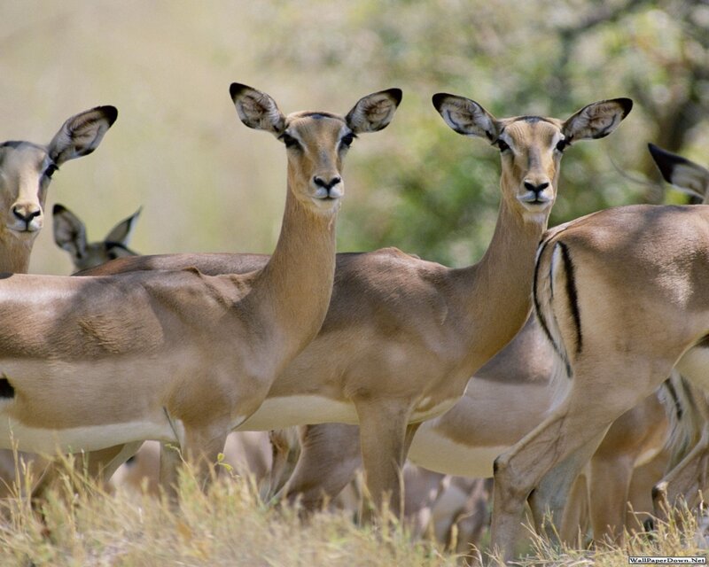Impala Herd in Grass