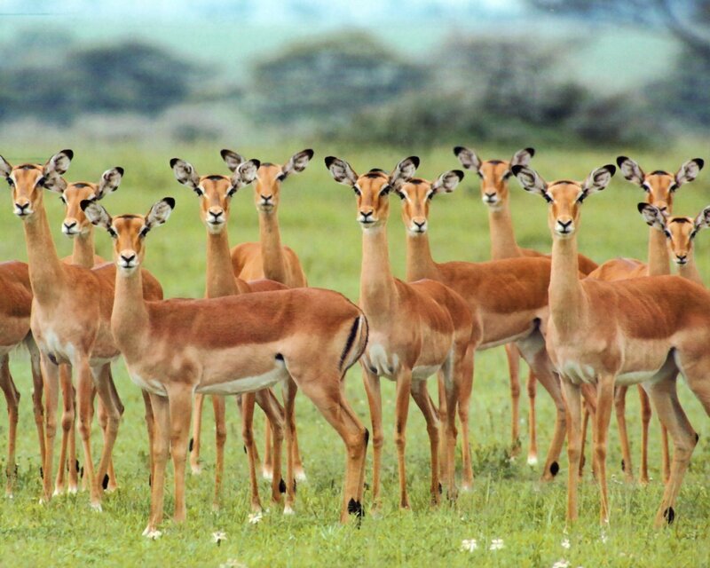 Impala Herd in Grassland