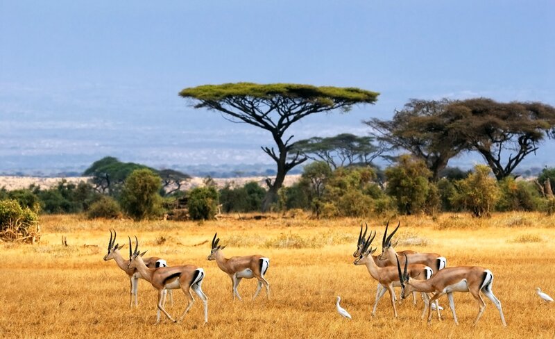 Impala Herd in Savanna — Brown