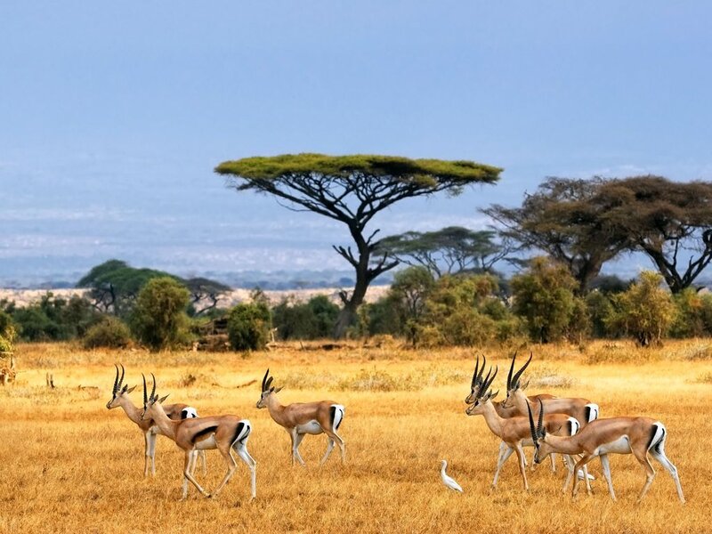 Impala Herd in Savanna — Yellow