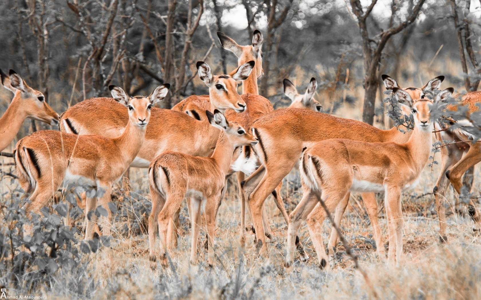 Impala herd in savanna