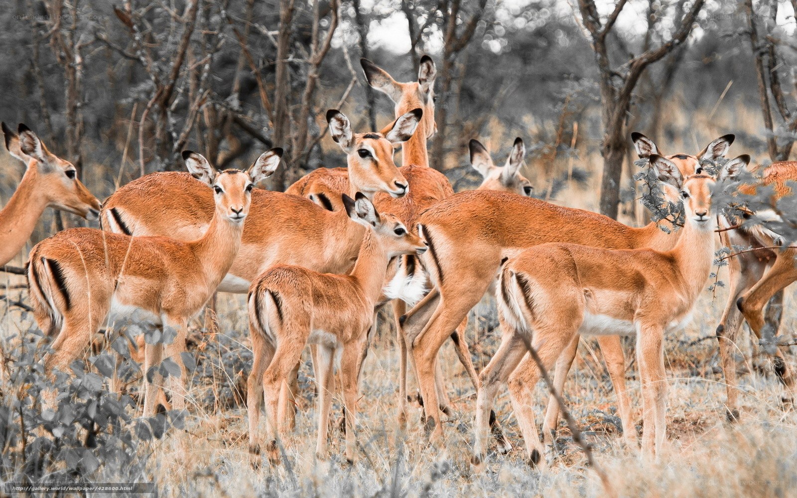 Impala herd in the wild