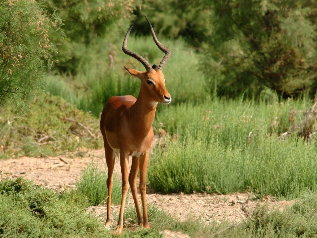 Impala in a grassy field