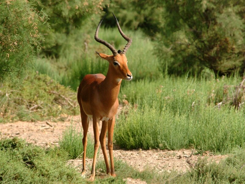 Impala in Grassland — Brown
