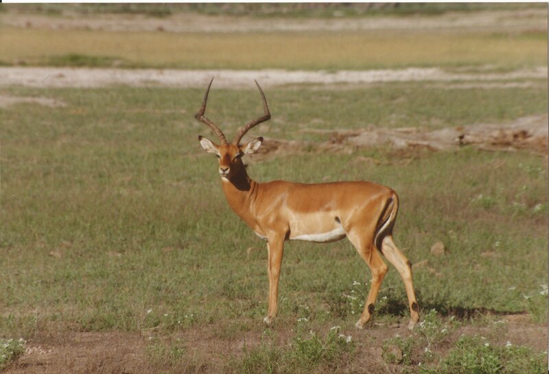 Impala in Grassland