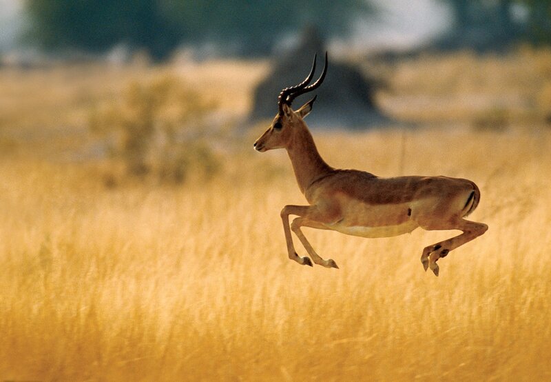 Impala Leaping in Grass
