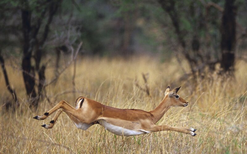 Impala leaping in grassland