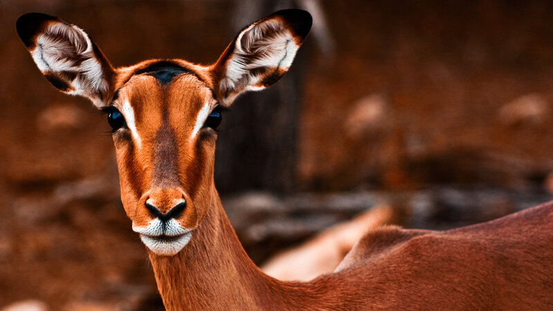 Impala Looking at Camera