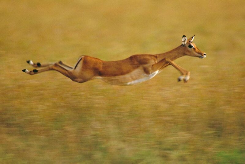 Impala Running in Grass
