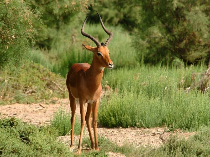 Impala Standing in Grass