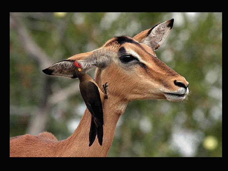 Impala with Bird — Brown
