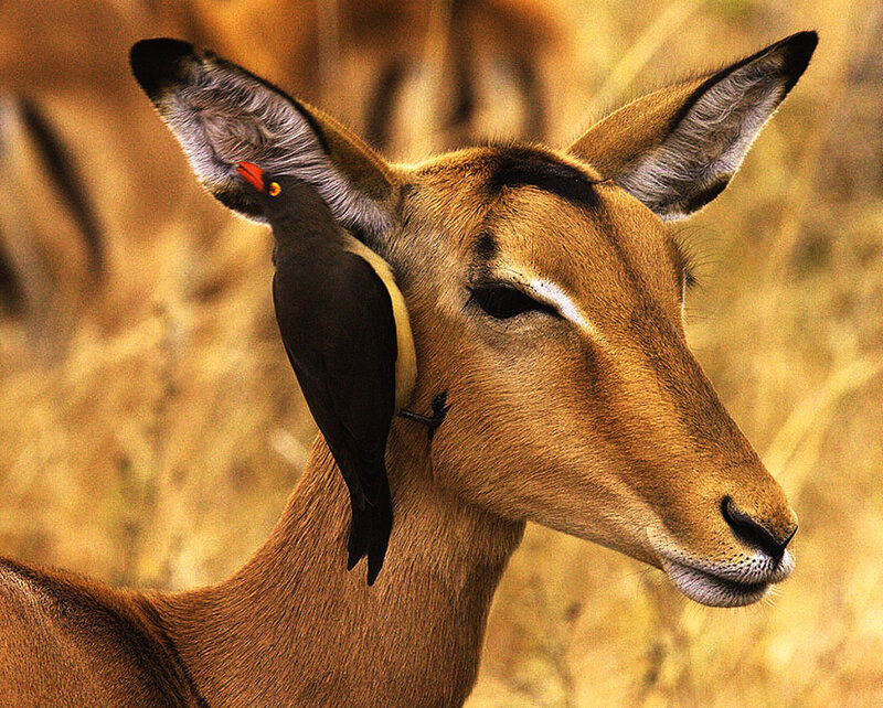 Impala with Bird on Neck — Brown