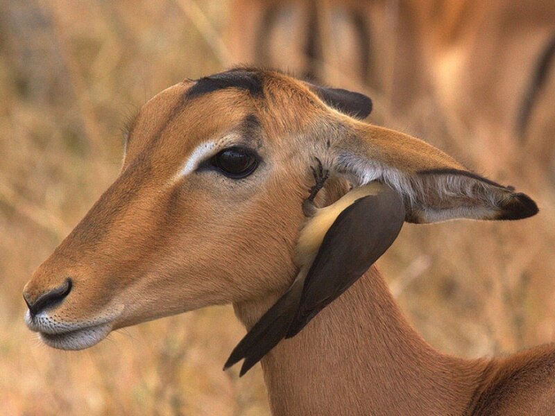 impala with bird on neck