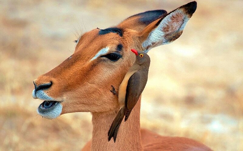 Impala with Bird