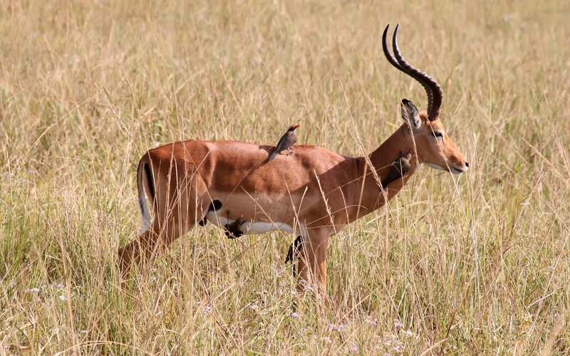 Impala with Birds — Brown, Calm