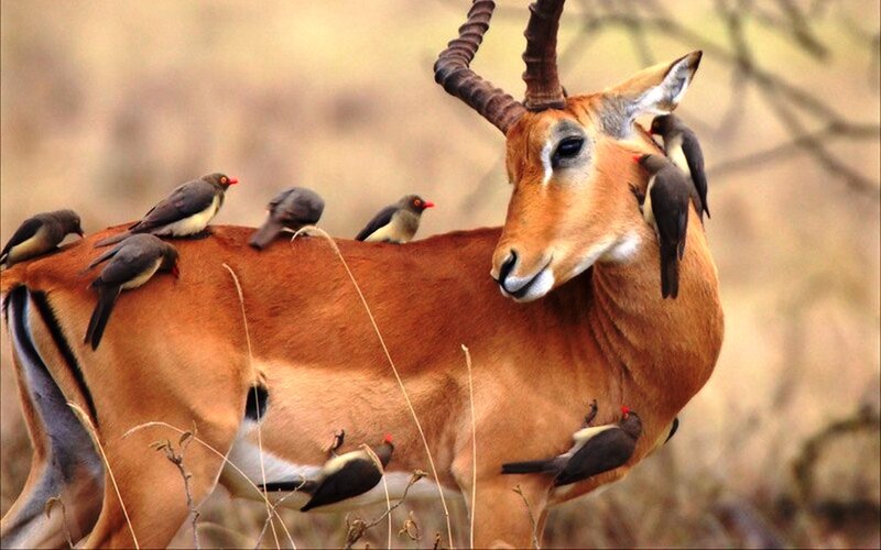 Impala with Birds — Brown