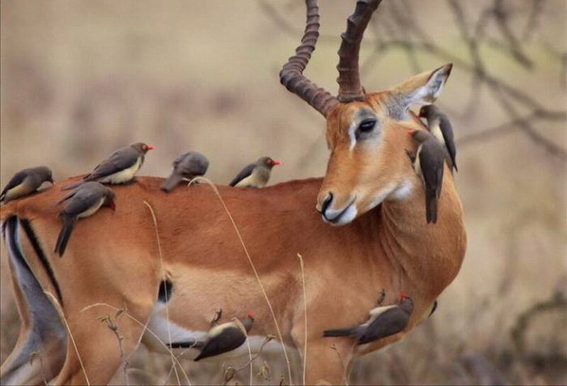 Impala with Birds