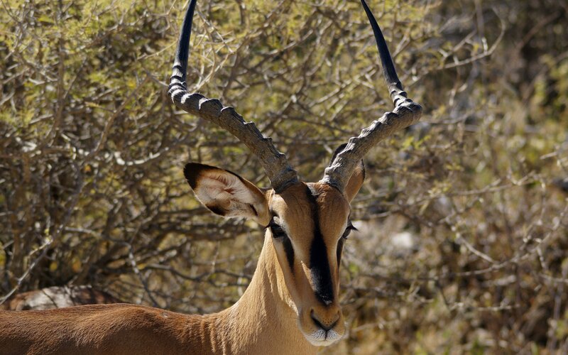 Impala with Long Horns